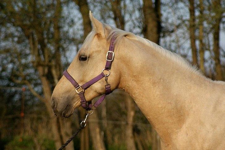 Palomino Amadeus billede 4