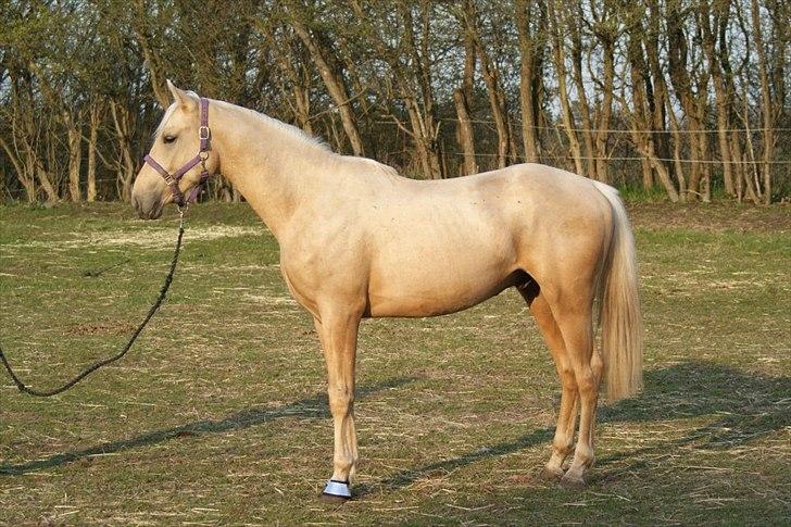 Palomino Amadeus billede 3