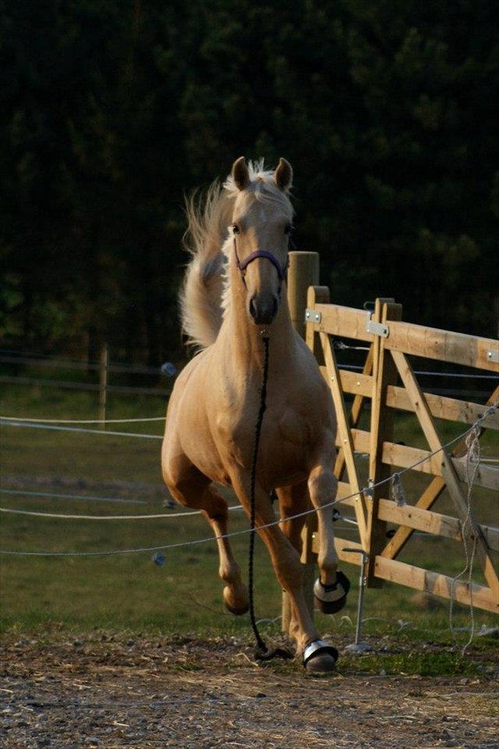 Palomino Amadeus billede 1