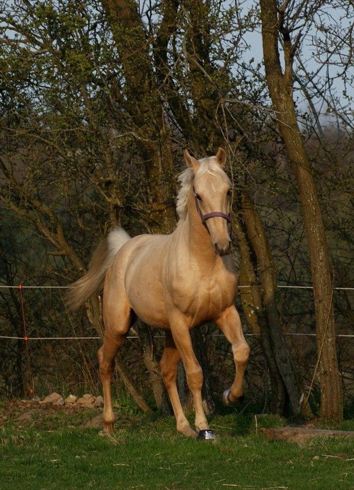 Palomino Amadeus billede 9
