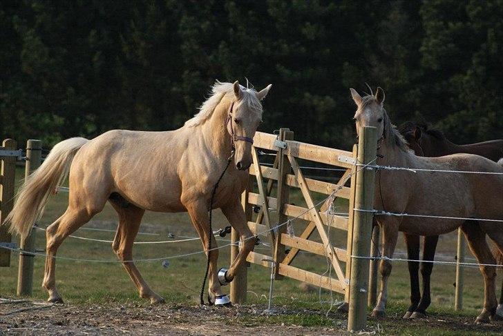 Palomino Amadeus billede 2