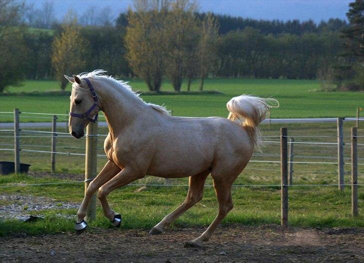 Palomino Amadeus billede 5