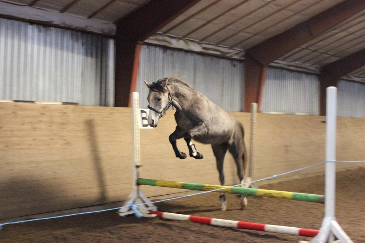 Anden særlig race Gaia billede 13