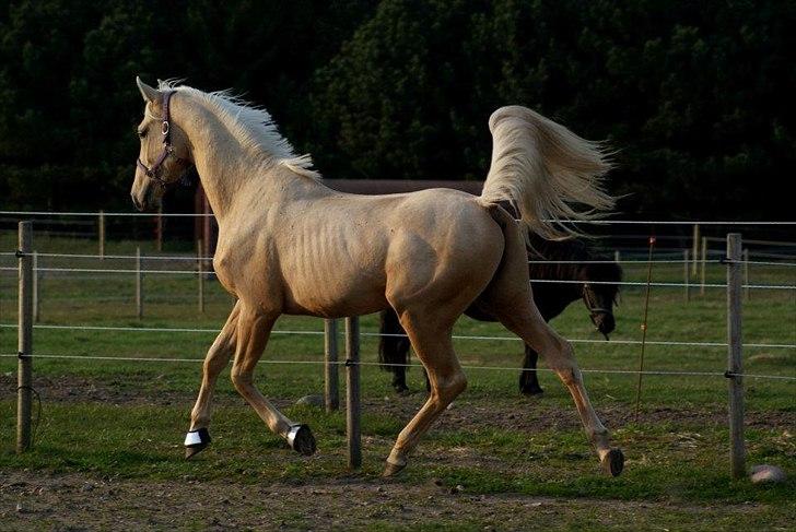 Palomino Amadeus billede 7