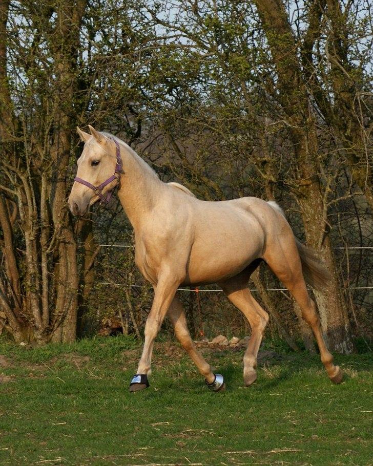Palomino Amadeus billede 6