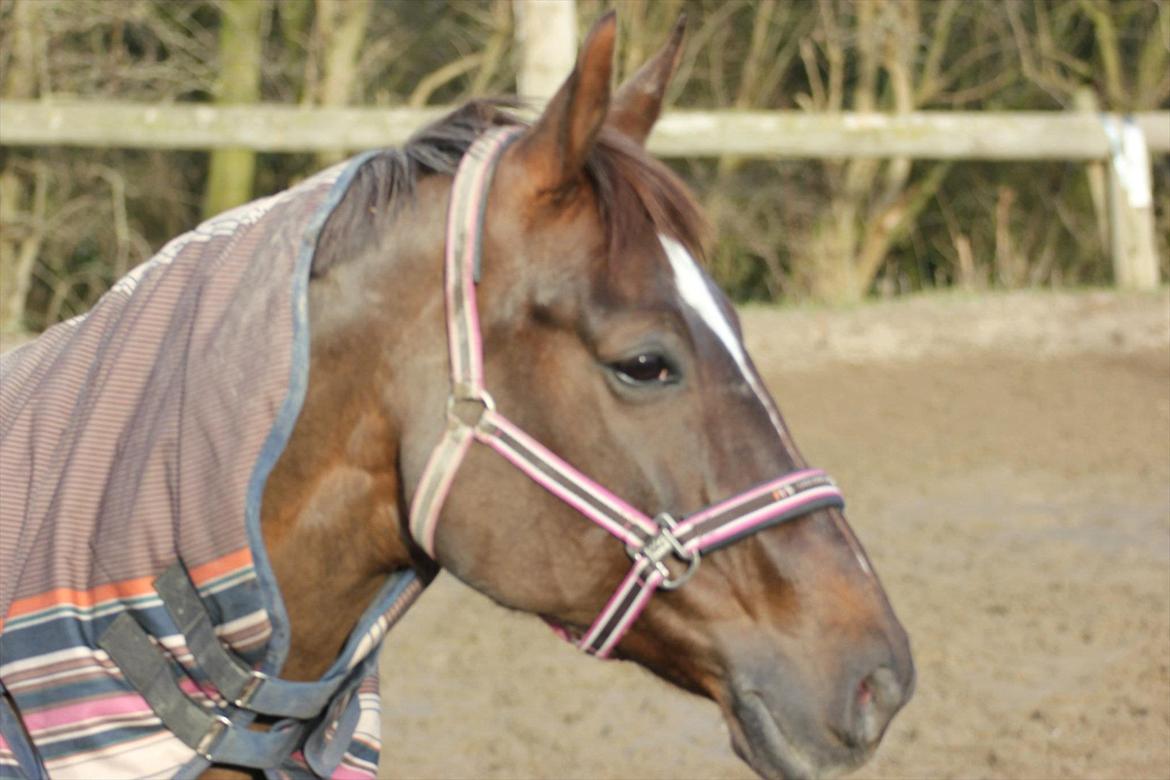 Dansk Varmblod Godthaabs bright eye billede 1