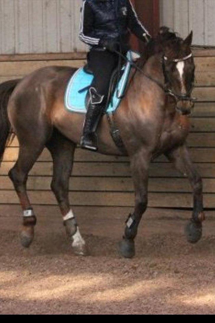 Dansk Varmblod Godthaabs bright eye billede 2