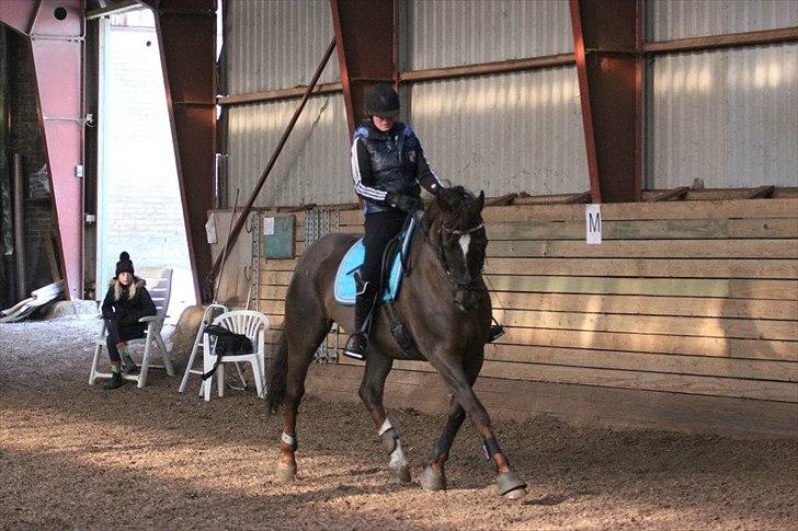 Dansk Varmblod Godthaabs bright eye billede 3