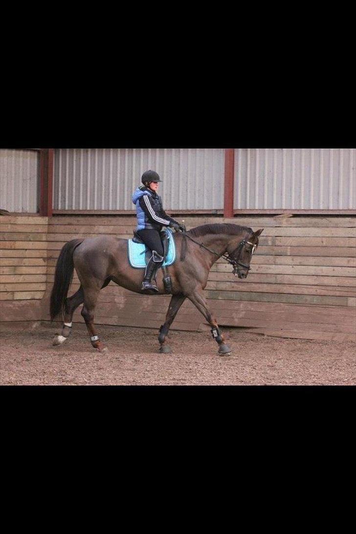 Dansk Varmblod Godthaabs bright eye billede 4