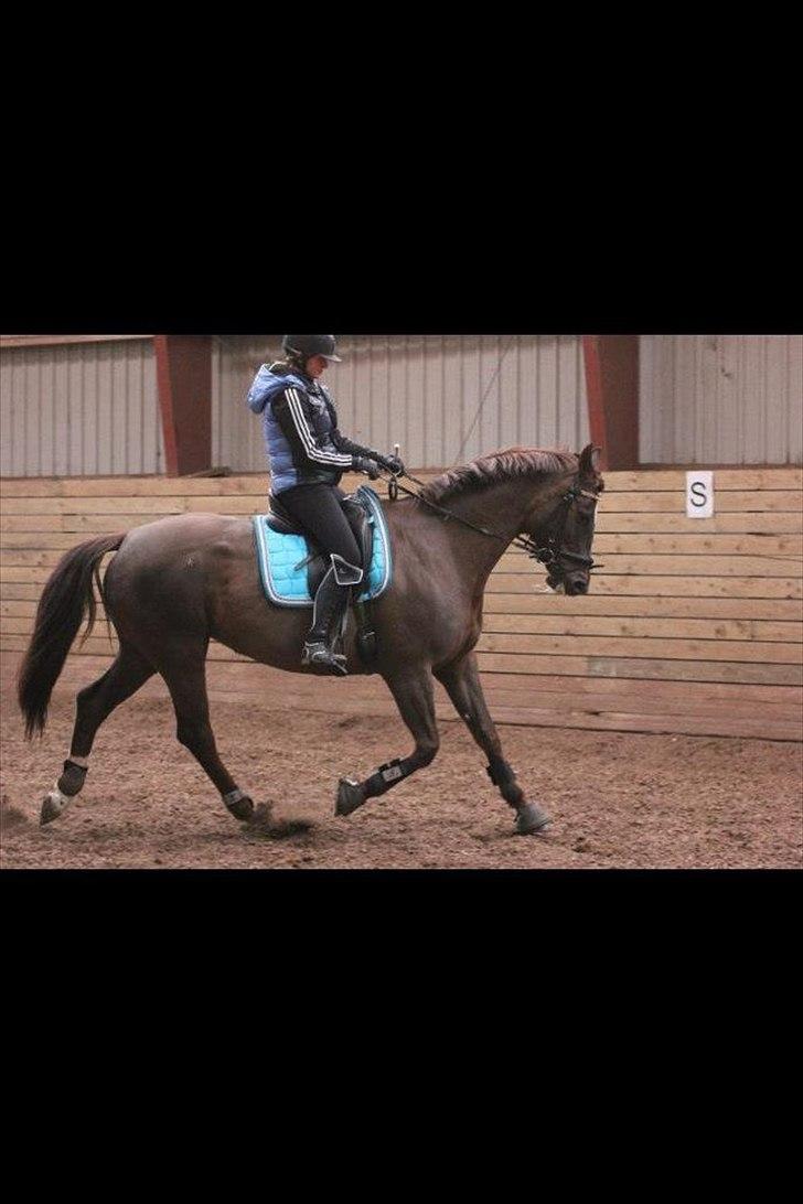 Dansk Varmblod Godthaabs bright eye billede 5