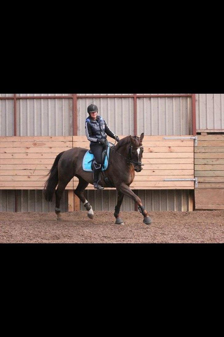 Dansk Varmblod Godthaabs bright eye billede 6