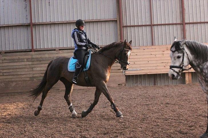 Dansk Varmblod Godthaabs bright eye billede 7