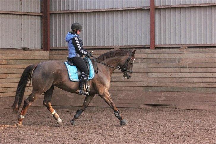 Dansk Varmblod Godthaabs bright eye billede 8