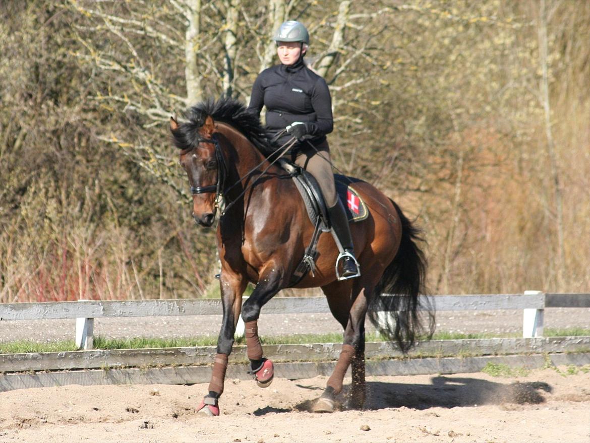 Dansk Varmblod lundebakken's gordon-diva billede 2