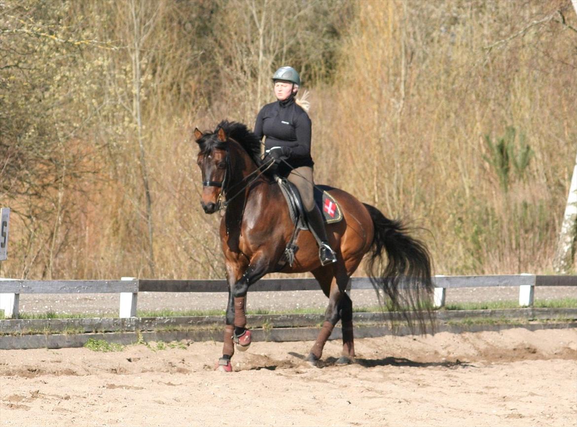 Dansk Varmblod lundebakken's gordon-diva billede 16