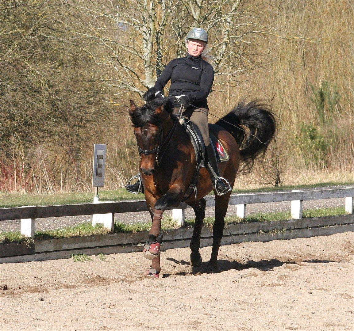 Dansk Varmblod lundebakken's gordon-diva billede 8