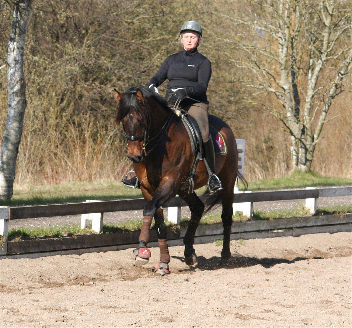 Dansk Varmblod lundebakken's gordon-diva billede 6