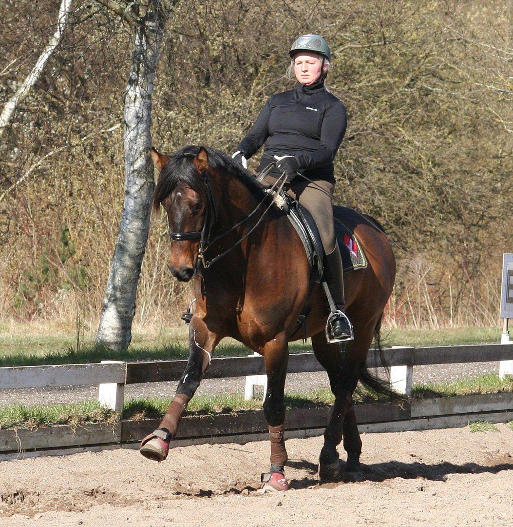 Dansk Varmblod lundebakken's gordon-diva billede 12