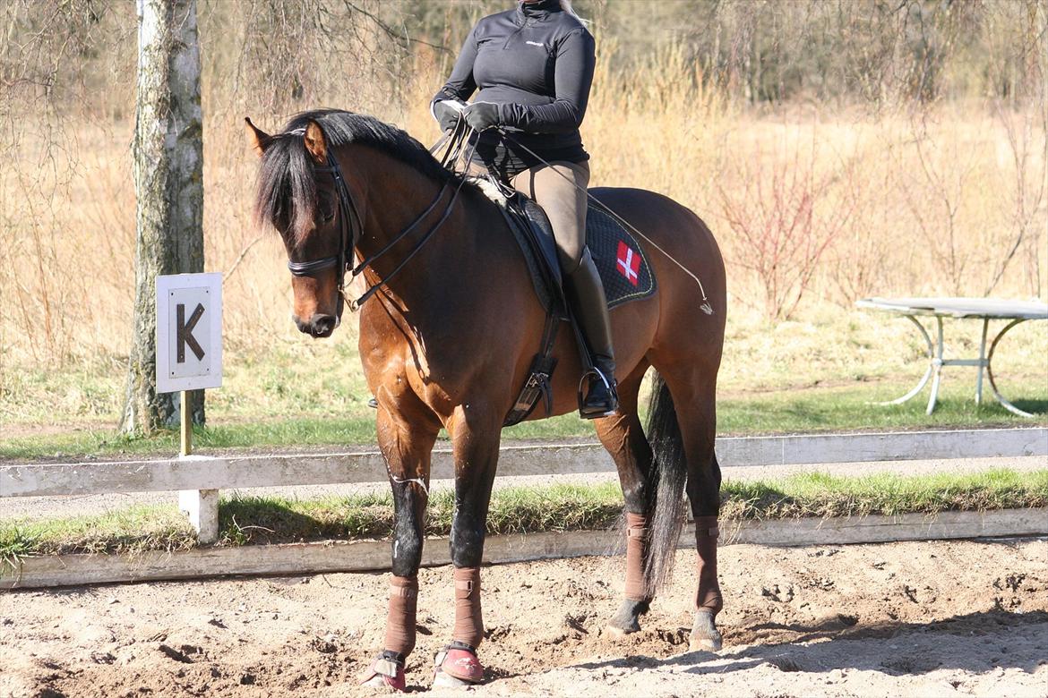 Dansk Varmblod lundebakken's gordon-diva billede 13