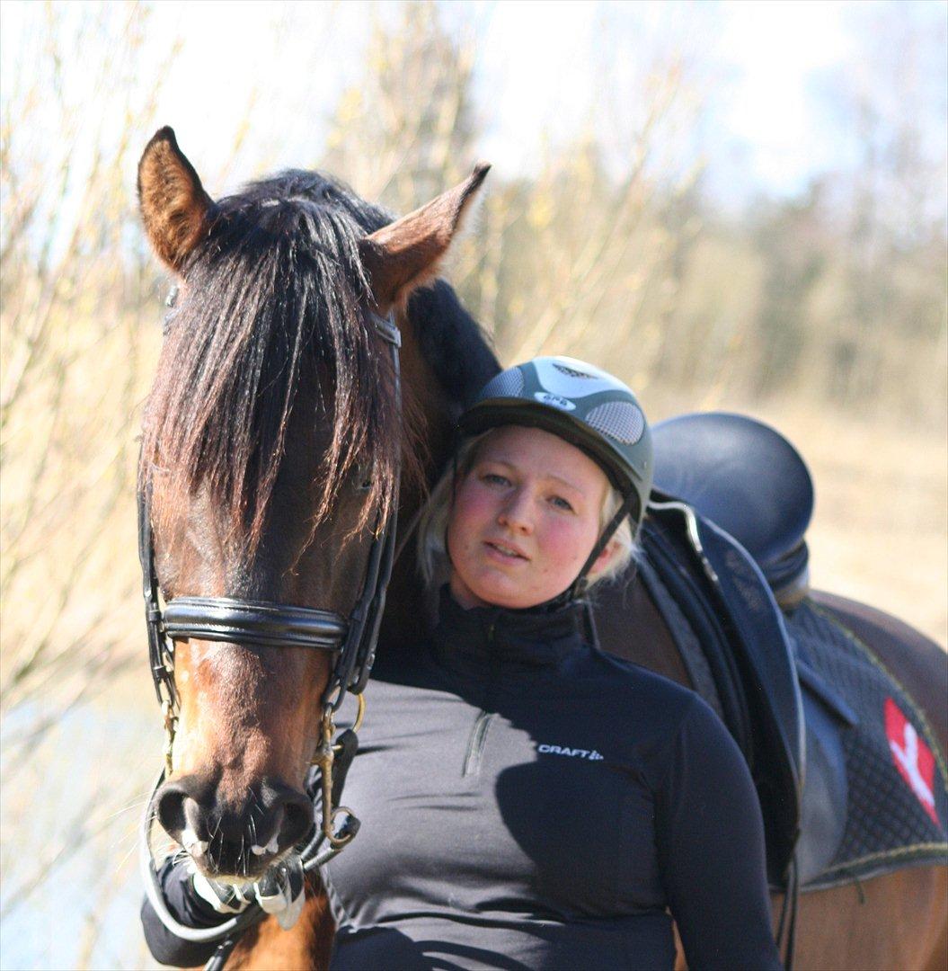 Dansk Varmblod lundebakken's gordon-diva billede 17