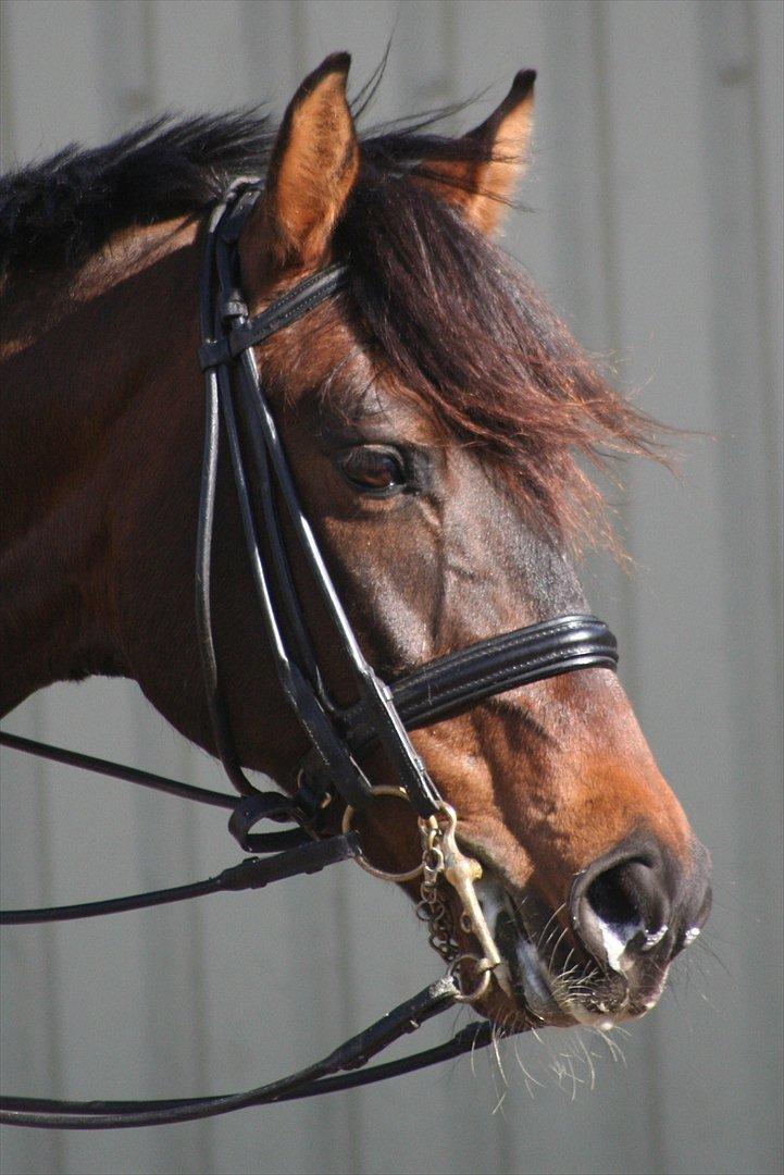 Dansk Varmblod lundebakken's gordon-diva billede 11