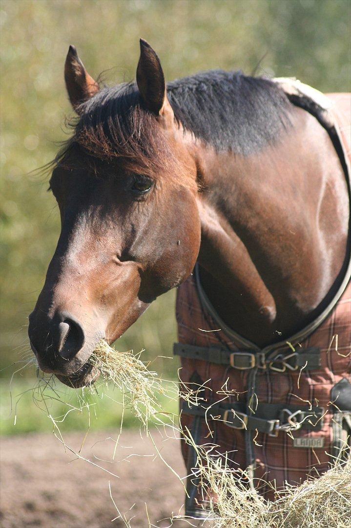 Dansk Varmblod lundebakken's gordon-diva billede 18