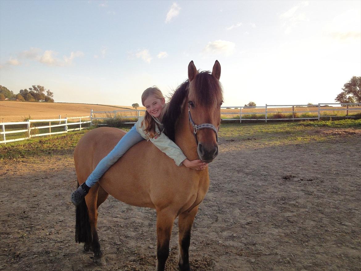 Anden særlig race Åbygårds Tornado billede 3