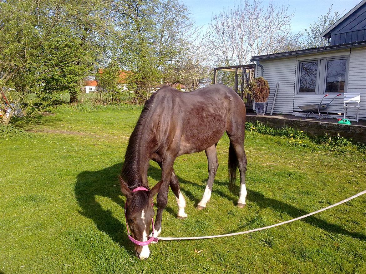 Traver Gritt Viroma (Back To Life) Mishandlingshest - 5 uger efter hjemkomst.  billede 7