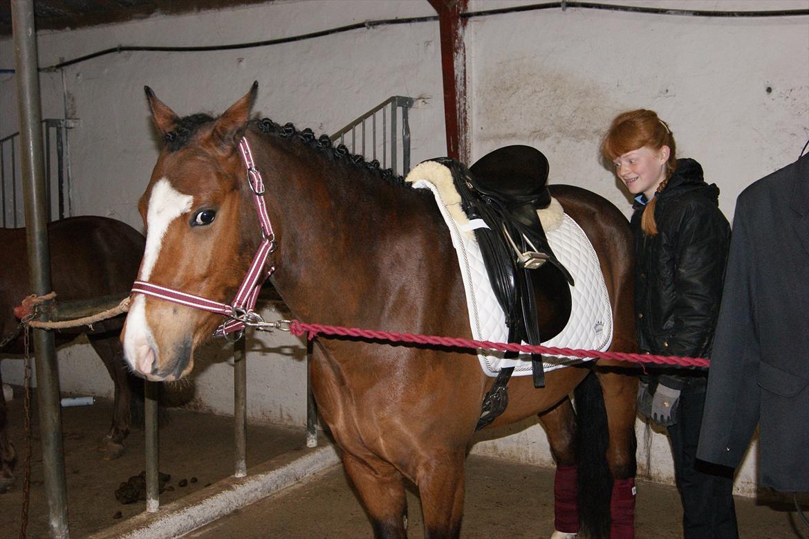 Welsh Pony (sec B) Bjerregårds Mekado - Stævne i BKR. 14.-15. APril 2012
Laura sadler Mekado op.  billede 12