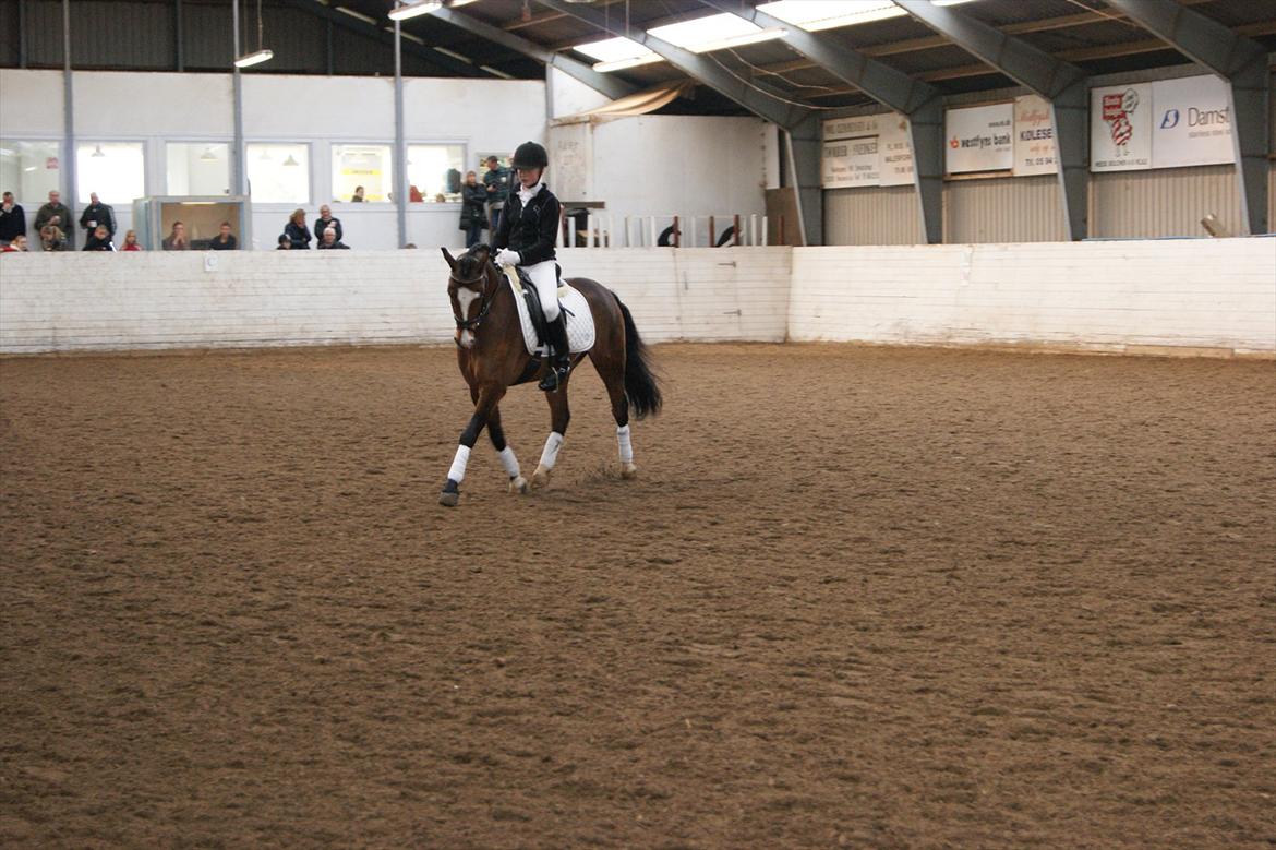 Welsh Pony (sec B) Bjerregårds Mekado - Program 14.-15. april 2012 BKR (Laura rider) billede 14