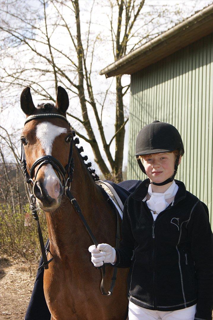 Welsh Pony (sec B) Bjerregårds Mekado - Model foto BKR stævne 14.-15. april 2012 billede 15