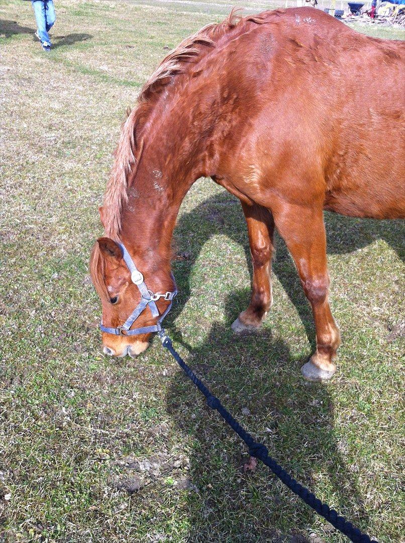 Anden særlig race night lady hele part billede 3