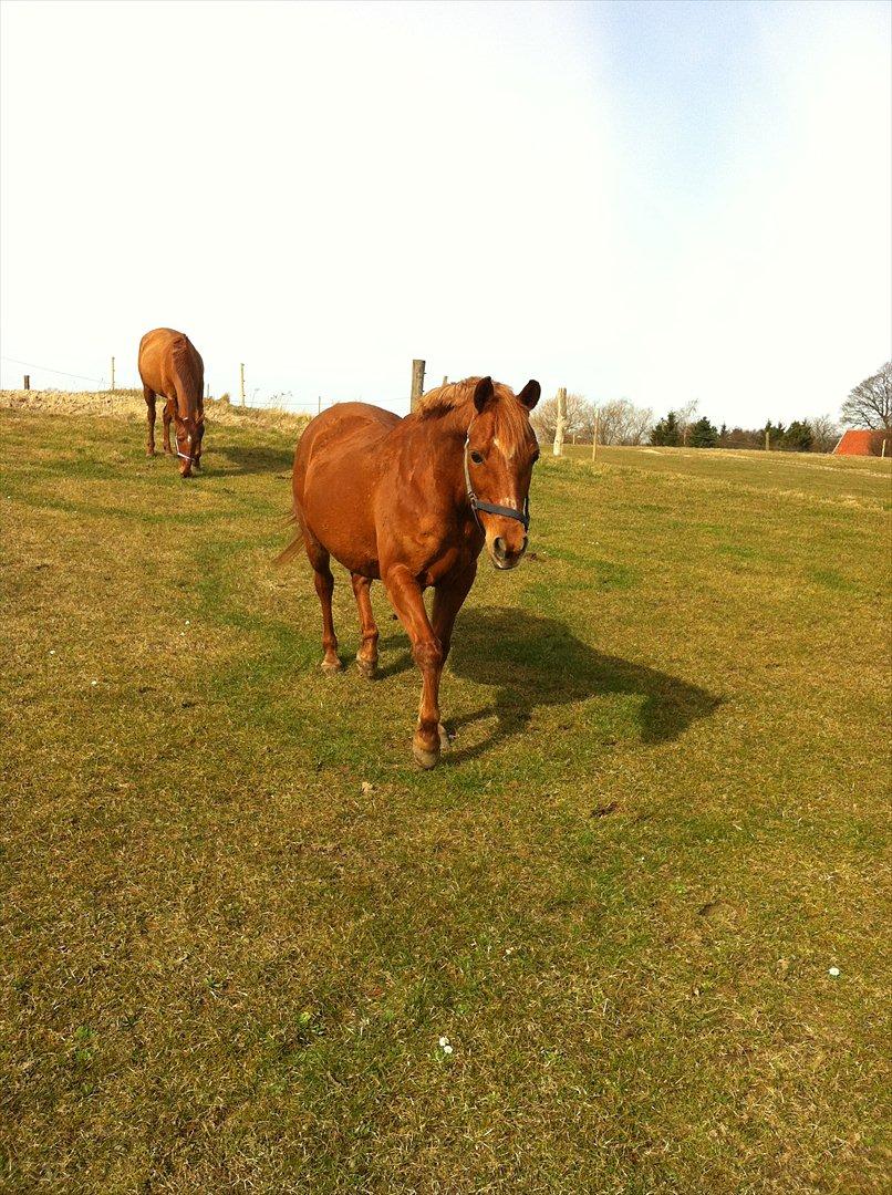 Anden særlig race night lady hele part billede 4