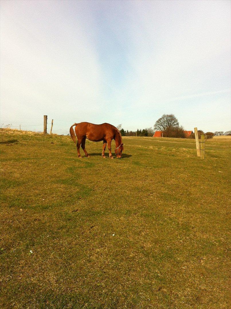 Anden særlig race night lady hele part billede 5