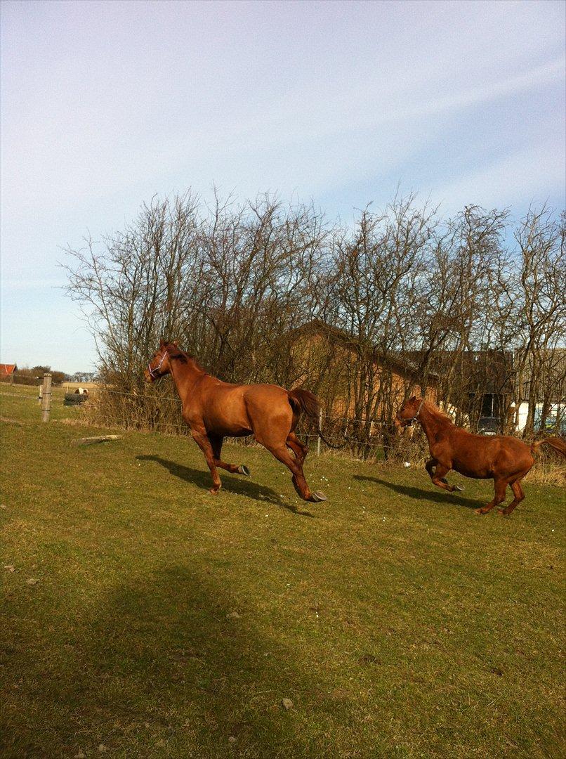 Anden særlig race night lady hele part billede 6