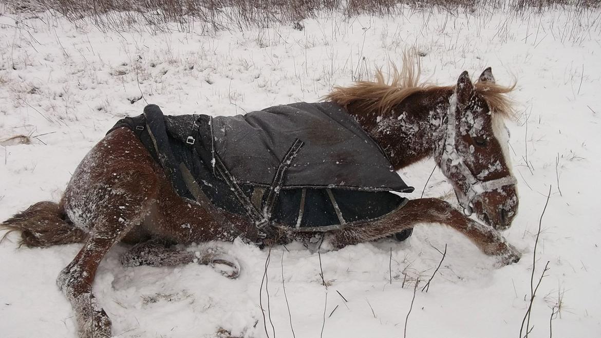 Anden særlig race  Futte skovmosegård:-*<3 ( RIP )  billede 3
