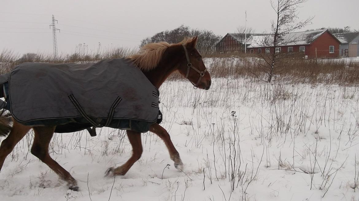 Anden særlig race  Futte skovmosegård:-*<3 ( RIP )  billede 4