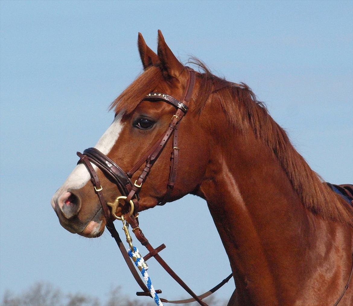 Anden særlig race HOT SHOT billede 8