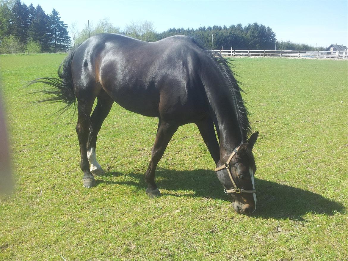 Oldenborg Leista billede 1