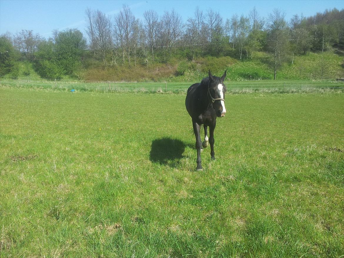 Oldenborg Leista billede 2