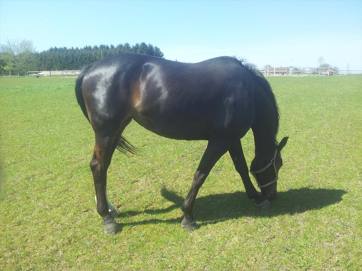 Oldenborg Leista billede 3