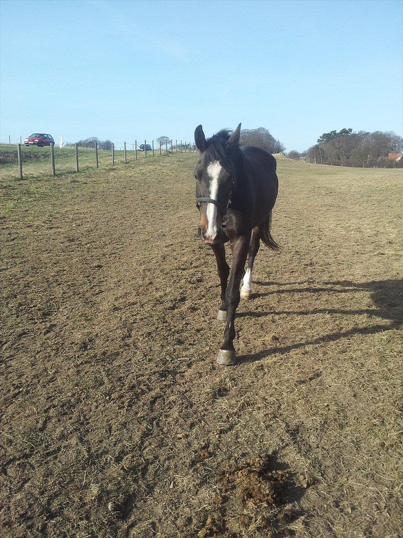 Oldenborg Leista billede 4