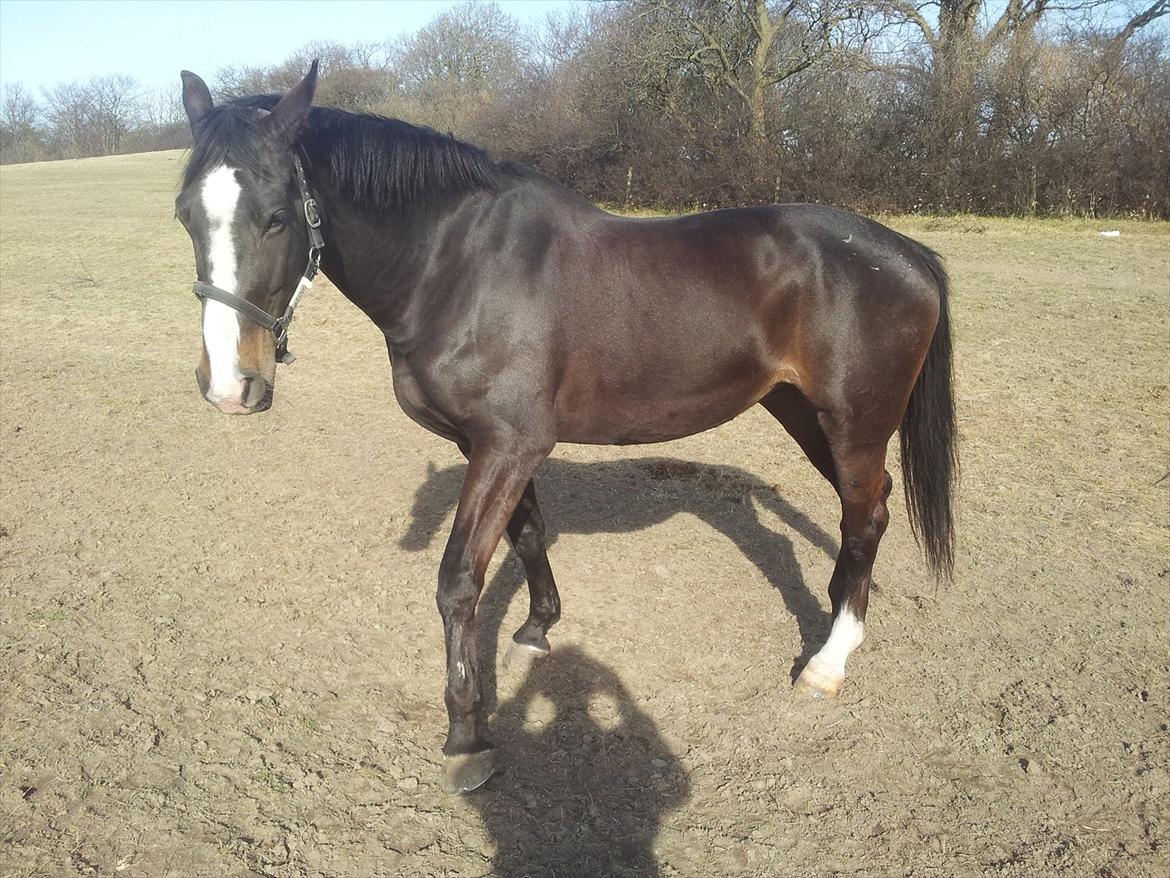 Oldenborg Leista billede 5