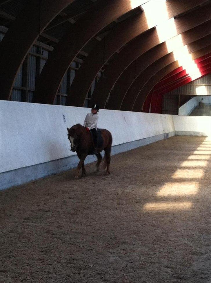 Anden særlig race Tim. <3(red :-'( ) - En god ridetime på dejlige Tim<3

(foto Sofia.<3) billede 15