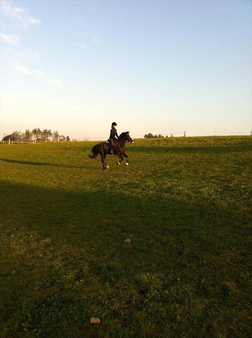 Welsh Cob (sec D)  Meter - Mig og Meter ude at ride på marken<3 billede 9