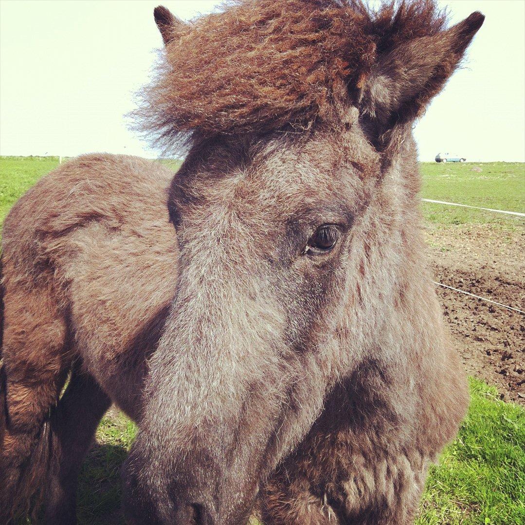 Islænder Sjóli | Min bedsteven<3 |  - Smuk ♥ billede 12