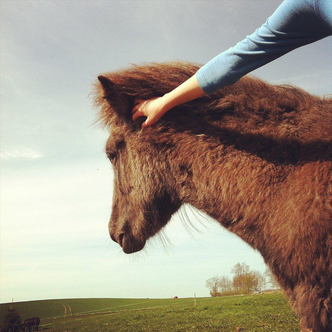 Islænder Sjóli | Min bedsteven<3 |  - My pride ♥ billede 15