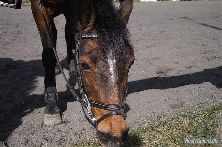 Anden særlig race Florina - <3<3<3
Foto - Benedikte Thoustrup billede 18