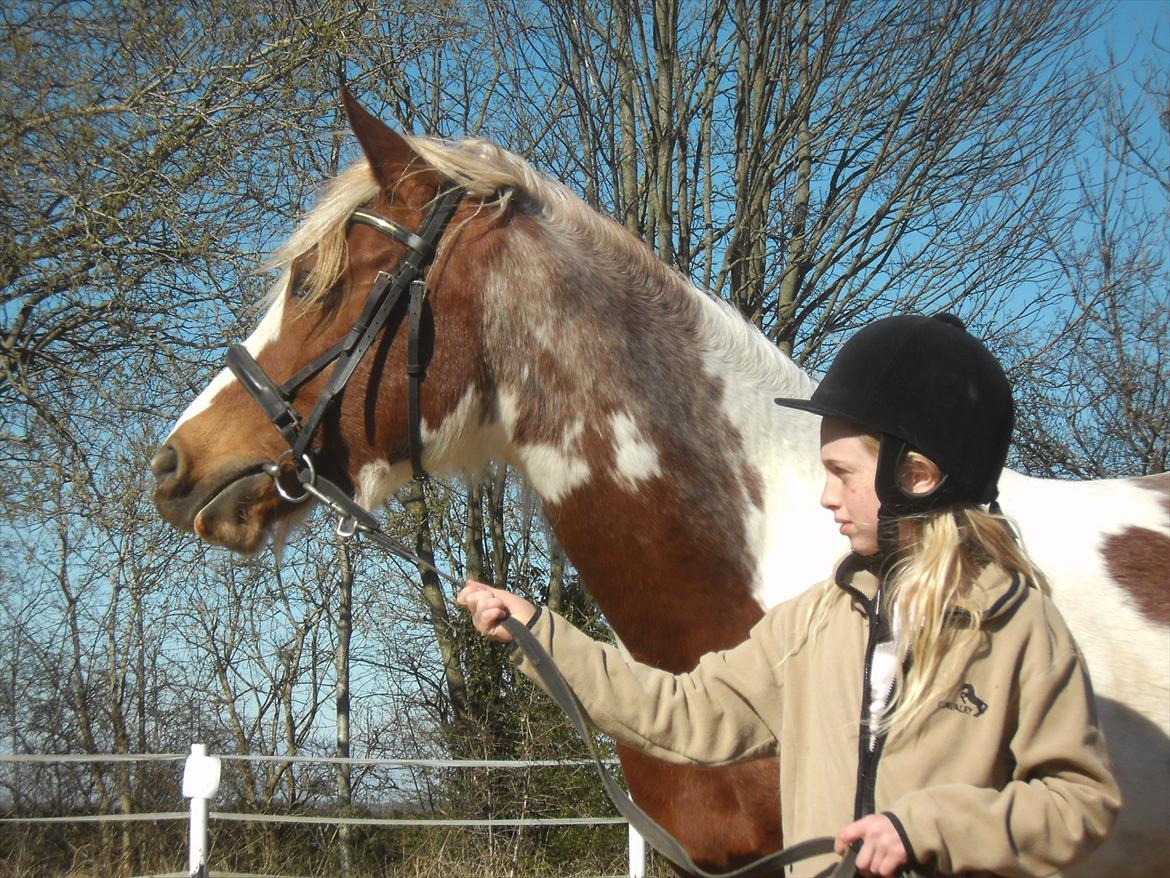 Pinto Araber Diablo (Den plettede!) billede 17