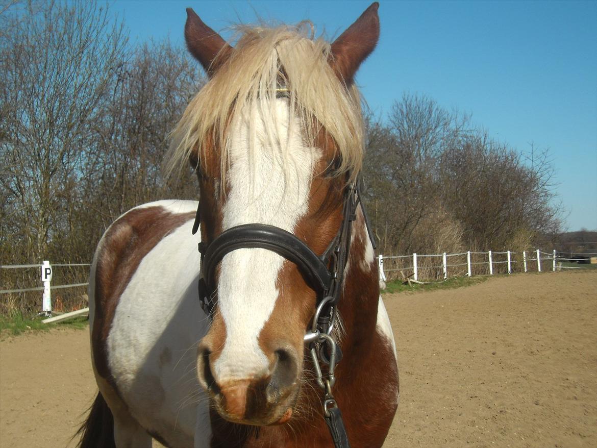 Pinto Araber Diablo (Den plettede!) - SÅÅÅÅ SØD! billede 2